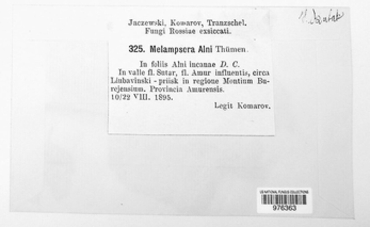 Melampsoridium alni image